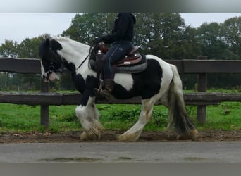 Tinker, Wallach, 7 Jahre, 132 cm, Schecke