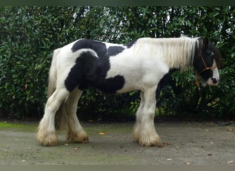 Tinker, Wallach, 7 Jahre, 132 cm, Schecke