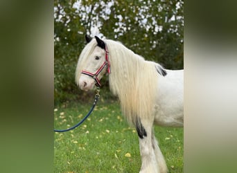 Tinker, Wallach, 7 Jahre, 132 cm, Schecke