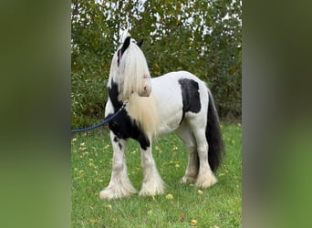 Tinker, Wallach, 7 Jahre, 132 cm, Schecke