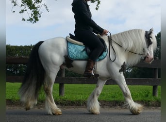 Tinker, Wallach, 7 Jahre, 134 cm, Schecke