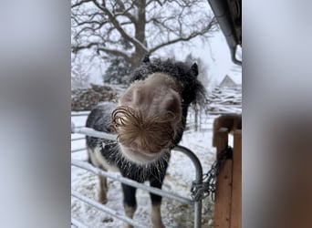 Tinker, Wallach, 7 Jahre, 135 cm, Schecke