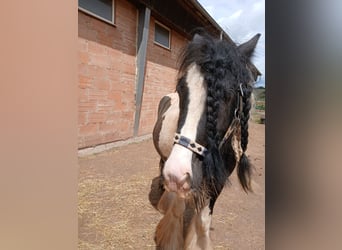 Tinker, Wallach, 7 Jahre, 136 cm