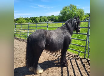 Tinker, Wallach, 7 Jahre, 139 cm, Rappe