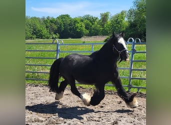 Tinker, Wallach, 7 Jahre, 139 cm, Rappe