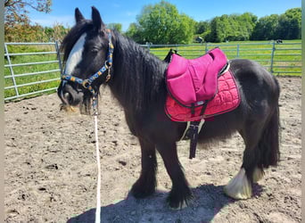Tinker, Wallach, 7 Jahre, 139 cm, Rappe