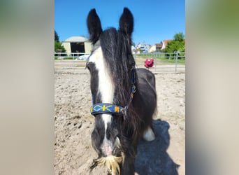 Tinker, Wallach, 7 Jahre, 139 cm, Rappe