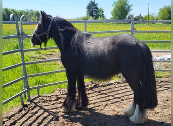 Tinker, Wallach, 7 Jahre, 139 cm, Rappe