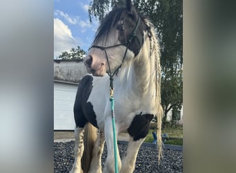 Tinker, Wallach, 7 Jahre, 139 cm, Schecke