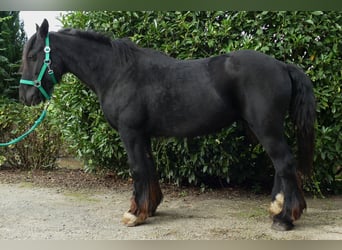 Tinker, Wallach, 7 Jahre, 143 cm, Rappe