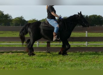 Tinker, Wallach, 7 Jahre, 143 cm, Rappe