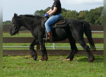 Tinker, Wallach, 7 Jahre, 143 cm, Rappe