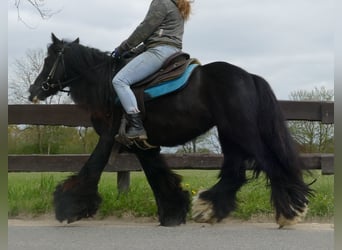 Tinker, Wallach, 7 Jahre, 143 cm, Rappe