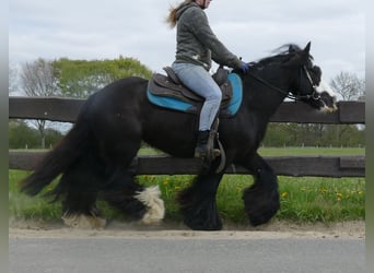 Tinker, Wallach, 7 Jahre, 143 cm, Rappe