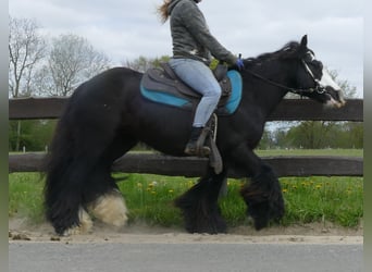 Tinker, Wallach, 7 Jahre, 143 cm, Rappe