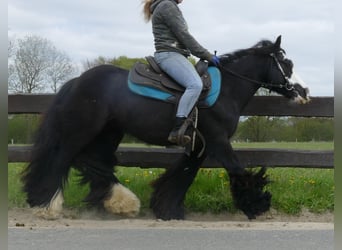 Tinker, Wallach, 7 Jahre, 143 cm, Rappe