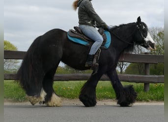 Tinker, Wallach, 7 Jahre, 143 cm, Rappe