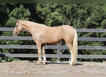 Tinker Mix, Wallach, 7 Jahre, 145 cm, Palomino