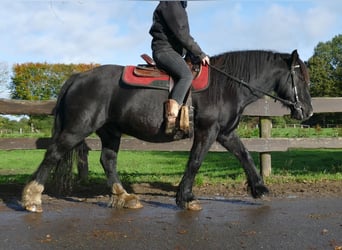 Tinker, Wallach, 7 Jahre, 146 cm, Rappe