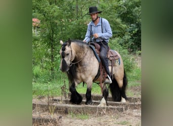 Tinker, Wallach, 7 Jahre, 147 cm, Buckskin