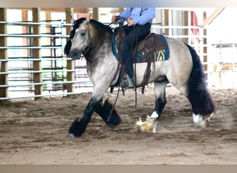 Tinker, Wallach, 7 Jahre, 147 cm, Buckskin