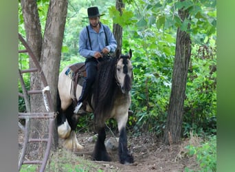 Tinker, Wallach, 7 Jahre, 147 cm, Buckskin