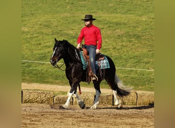Tinker Mix, Wallach, 7 Jahre, 147 cm, Tobiano-alle-Farben