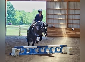 Tinker Mix, Wallach, 7 Jahre, 150 cm, Rappe