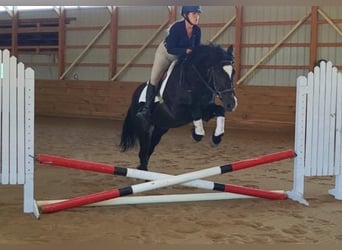 Tinker Mix, Wallach, 7 Jahre, 150 cm, Rappe