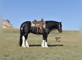 Tinker, Wallach, 7 Jahre, 152 cm, Rappe