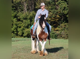 Tinker, Wallach, 7 Jahre, 152 cm, Rotbrauner