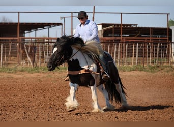 Tinker, Wallach, 7 Jahre, 152 cm, Schecke