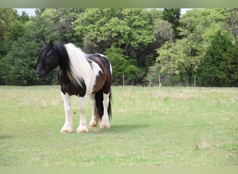 Tinker, Wallach, 7 Jahre, 152 cm, Schecke