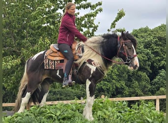 Tinker Mix, Wallach, 7 Jahre, 154 cm, Schecke