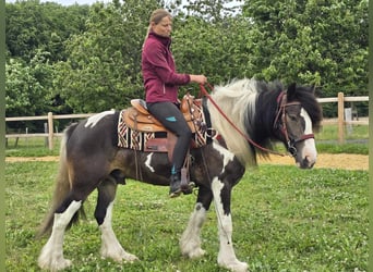 Tinker Mix, Wallach, 7 Jahre, 154 cm, Schecke