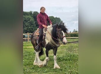 Tinker Mix, Wallach, 7 Jahre, 154 cm, Schecke