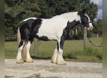 Tinker, Wallach, 7 Jahre, 155 cm, Schecke