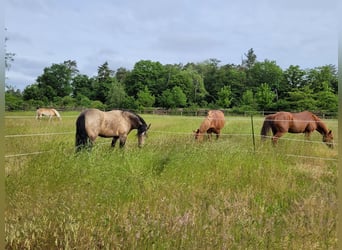 Tinker Mix, Wallach, 7 Jahre, 156 cm, Buckskin