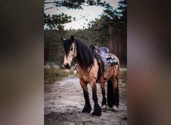 Tinker Mix, Wallach, 7 Jahre, 156 cm, Buckskin