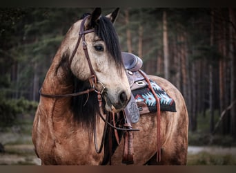 Tinker Mix, Wallach, 7 Jahre, 156 cm, Buckskin
