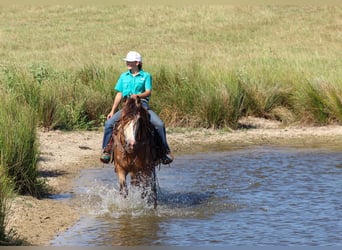 Tinker, Wallach, 7 Jahre, Buckskin