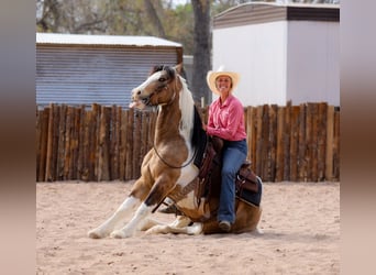 Tinker Mix, Wallach, 7 Jahre