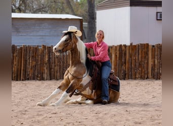 Tinker Mix, Wallach, 7 Jahre
