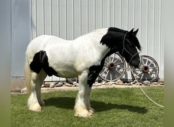 Tinker, Wallach, 7 Jahre, Schecke