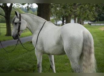 Tinker, Wallach, 7 Jahre, Schimmel