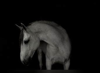 Tinker, Wallach, 7 Jahre, Schimmel