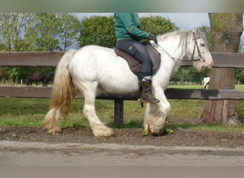 Tinker, Wallach, 8 Jahre, 125 cm, Schimmel