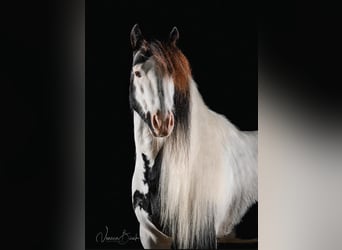 Tinker, Wallach, 8 Jahre, 128 cm, Schecke