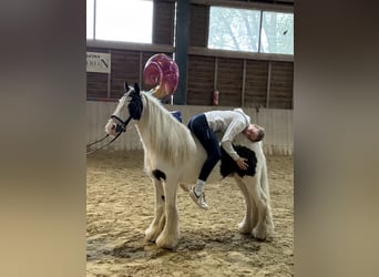 Tinker, Wallach, 8 Jahre, 130 cm, Schecke