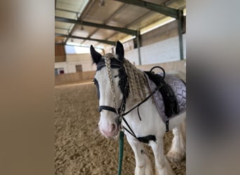 Tinker, Wallach, 8 Jahre, 130 cm, Schecke